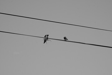 Couple d'hirondelles sur des fils électriques . © Richard