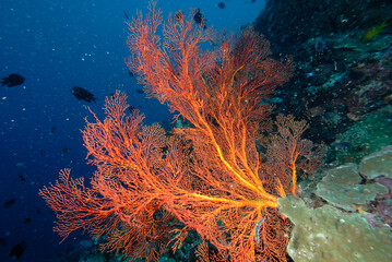 A picture of the coral reef