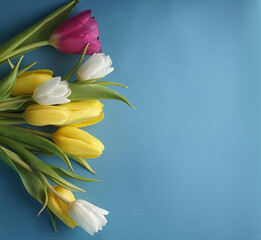 Blue background and bright bouquet of tulips on the left