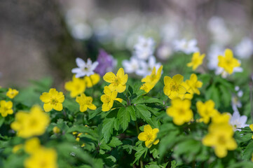 Fototapeta premium Anemonoides ranunculoides yellow wood anemone in bloom, buttercup flowering small forest plant