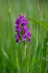 Fototapeta premium Dactylorhiza majalis wild flowering orchid flowers on meadow, group of bright purple flowers in bloom