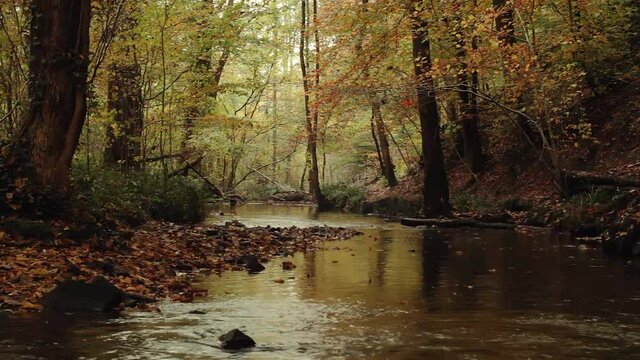 Flowing river and tree leaves falling in beautiful autumnal forest 