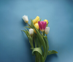 bouquet with spring tulips of yellow white and pink color on a blue background