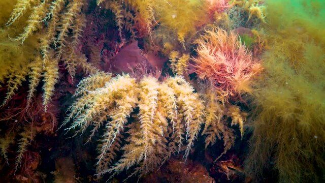 Black Sea, Hydroids Obelia, (coelenterates), Macrophytes Red and Green algae