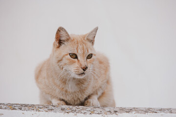  adult cat on a light background of a brick house outside