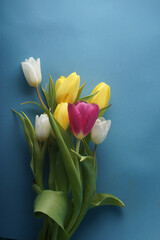 Nice blue background and flowers of multicolored tulips lying on it