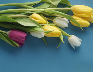 Tulips three color on a blue background