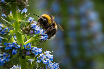 Close-up image of a bumblebee on a blue flower Echium candicans Fastuosum