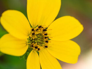 Macro of yellow wild sunflower