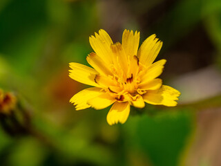Macro of tiny bright yellow wild flower