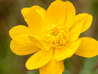 Macro of bright yellow wild flower