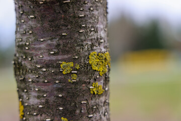 green yellow linchen on native North American tree