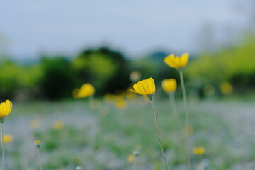 Fototapeta premium Yellow wildflowers in Texas landscape during spring with shallow depth of field blurred background.