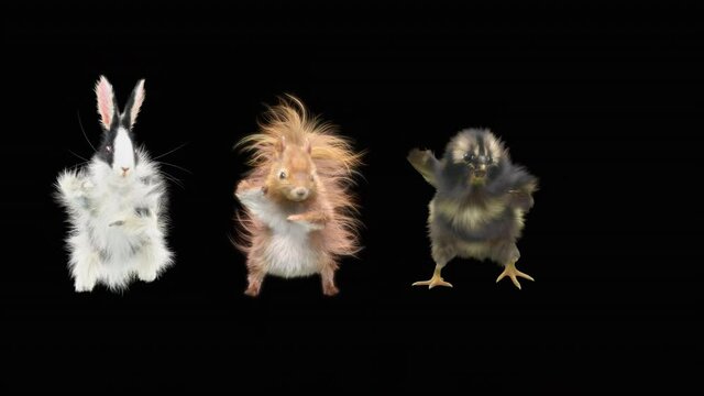Rabbit,baby chicken, squirrel, Character Dancing, CG fur. 3d rendering, animal realistic CGI VFX, Animation Loop, composition 3d mapping cartoon, Included in the end of the clip with Alpha matte.