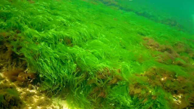 Macrophytes, Red and Green algae (Ceramium, Cladophora, Ulva, Enteromorpha) on the seabed. Algae of the Black Sea