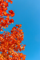 Red maple and the cloudless blue sky - Fall in Central Canada, ON