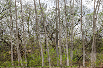 trees in the forest