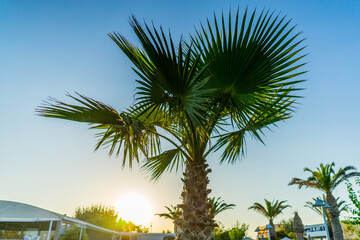 palm tree © PaciorekPaweł