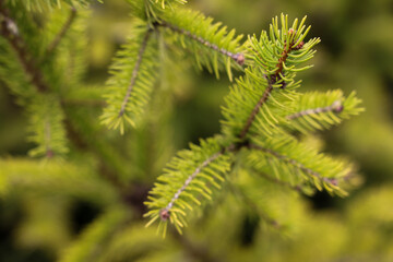 close up of tree