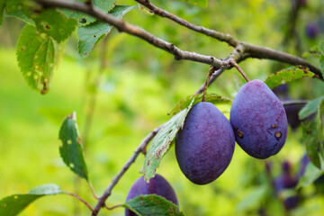 A couple of plums on a branch. Plum fruits.
