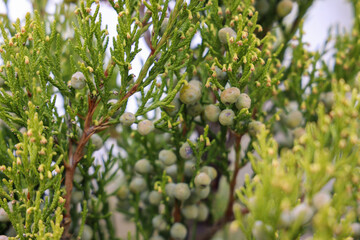 plant in the garden