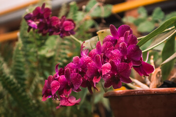 deep purple orchid wet on branches