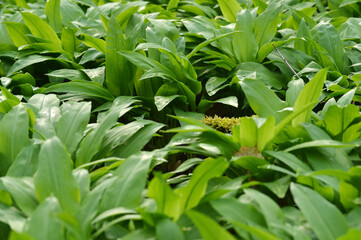 Allium ursinum wild garlic, wild cowleek detail view