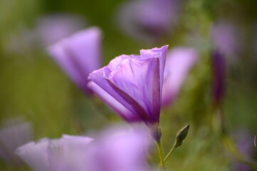 Beautiful soft purple flowers in the wild