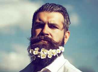 Hipster man with daisy flowers in beard with elegant mustache on sunny day outdoor on blue sky...