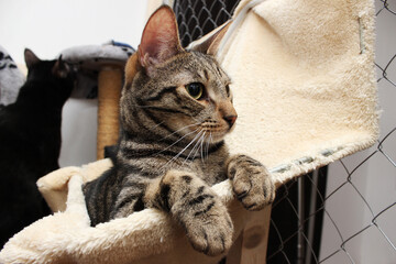 reed-colored shelter cat lies in a hammock. private cat shelter for stray animals