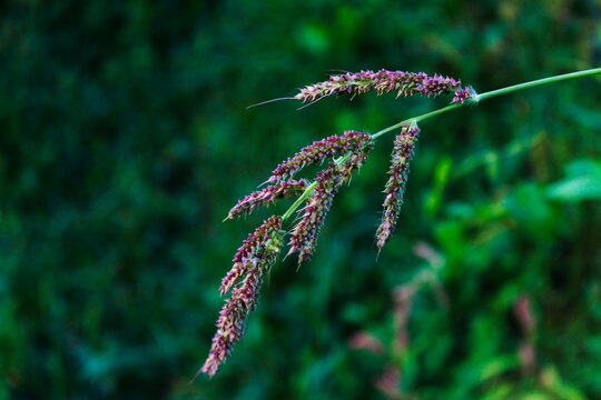 Seedhead of Echinochloa crus-galli, cockspur grass, barnyard millet, Japanese millet, water grass, common barnyard grass, barnyard grass