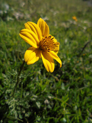 Flor amarillo con tallo, pasto verde, paisaje hermoso  con arboles y cielo azul.