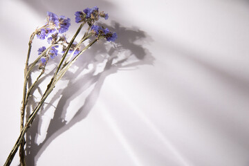 blue dried field flowers on table
