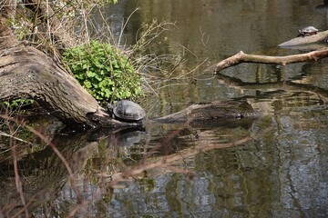 Żółwie w naturalnym srodowisku - obrazy, fototapety, plakaty