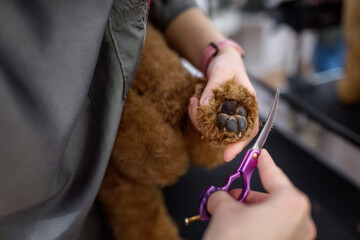 Close-up of metal scissors and dog's fur on the paw. The veterinarian cuts off excess hair from the animal. Concept of pet care and grooming for dogs.
