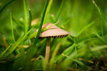 Mushroom closeup, grass