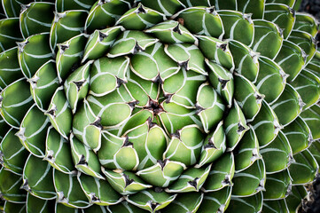 Cactus plant closeup, thorns 