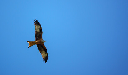 red kite soaring with outstretched wings in a beautiful blue spring sky