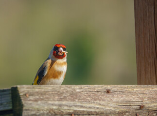 close up of a goldfinch dining out on the bird feeder sun flower heart seeds