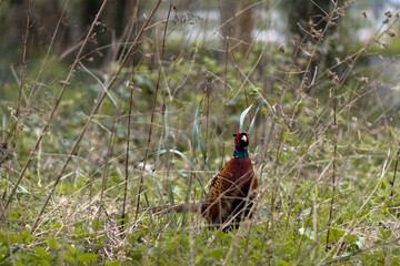pheasant in the grass