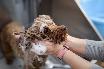Brown poodle dog is groomed in salon. Female hands washing cute dog. Dog is wet and in shampoo. Concept of pet care and grooming for dogs. Copy space
