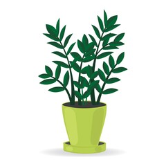 Indoor plant for the house zamioculkas. Isolated on white background. Colored flat vector.