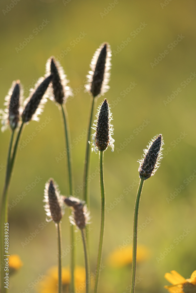 Canvas Prints soft glowing stamen at sunset