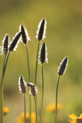 Fototapeta premium Soft glowing stamen at sunset