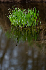 bright green grass bush grows out of the water