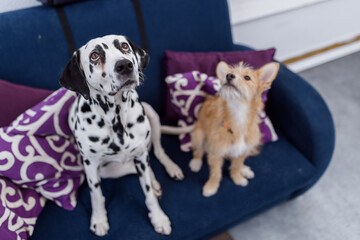 Two dogs are sitting on the sofa. Dog molt. dalmatian dog. Copy space