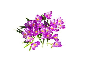 Obraz na płótnie Canvas Lilac violets on a white background