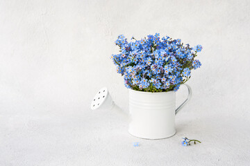 Forget me not flowers bouquet in small watering can. Spring concept, copy space
