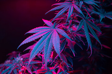 Cannabis leaves. Cannabis marijuana foliage with a purple pink tint on a black background. Large leaf of cannabis plant in purple light. Medicinal hemp: a new look at the agricultural hemp strain - obrazy, fototapety, plakaty