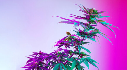 Beautiful cannabis plant in purple colored led light. Long banner with agricultural marijuana plant. New aesthetic look on medicinal strain of hemp. Horizontal photography with empty place for text - obrazy, fototapety, plakaty